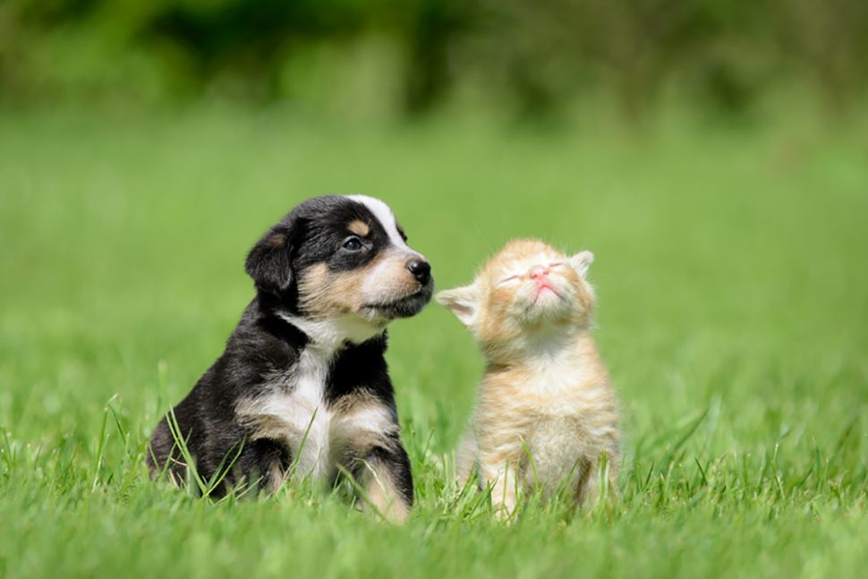 Is It Time to Implement a Pets-at-Work Policy? - HR Daily Advisor